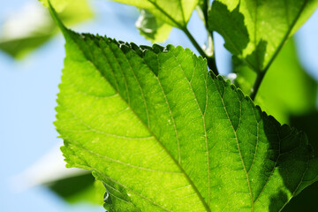 Mulberry green leaf