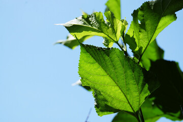 Mulberry green leaf