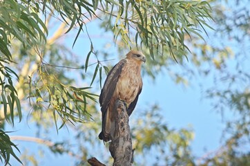 long legged buzzard