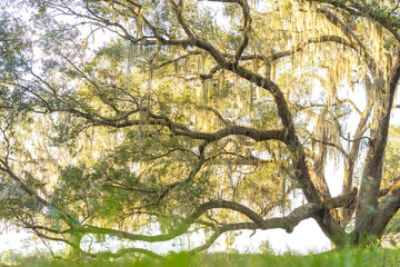 Florida live oak