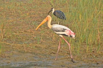 painted stork