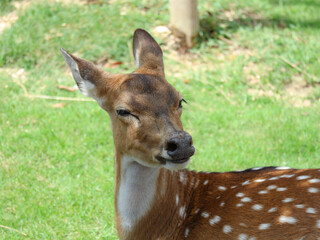 穏やかな表情の鹿のクローズアップ
