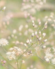 photo of artistic grass flower in the garden