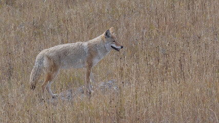 coyote pauses and stands on a rock at yellowstone
