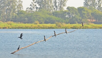 cormorant