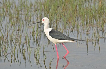 black winged stilt