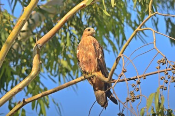 buzzard