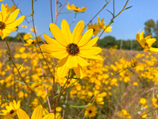 field of wildflowers