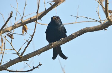 black drono