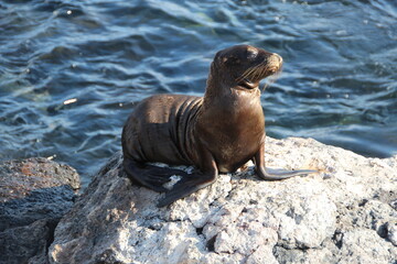 Galapagos Sea Lion sitting on a rock ledge.