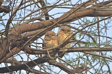 owlet