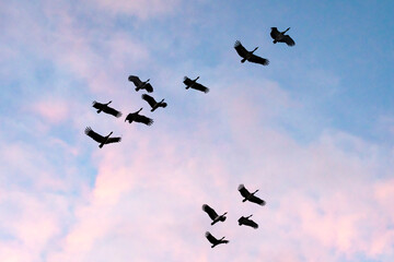 Naklejka na ściany i meble flock of birds flying at sunset birds silhouette
