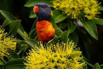 a rainbow lorikeet eating nectar the flowers of the golden penda tree (Xanthostemon chrysanthus)