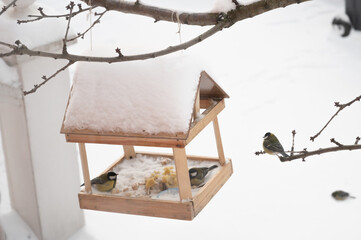 Birds on feeder on winter day. birds Tits eating seed from bird feeder, winter season. Care of...