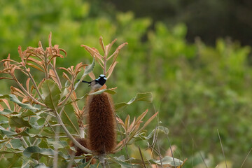 a superb wren male on Banksia plant
