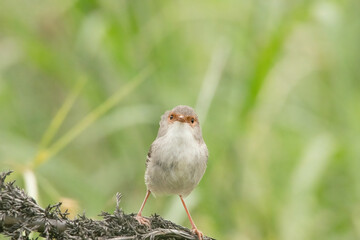 superb wren female on plants