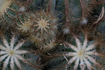 Naklejka na ściany i meble The beauty of the cactus with its smooth thorns is taken from above. This plant is widely cultivated for ornamental plants.