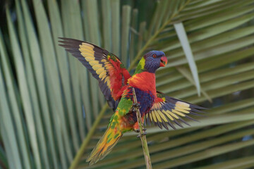 a rainbow lorikeet on the palm leaf tropical summer wings