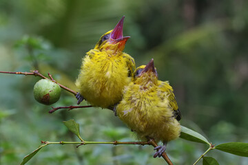 Two Black Naped Oriole (Oriolus chinensis) are perched on wild plant branches.