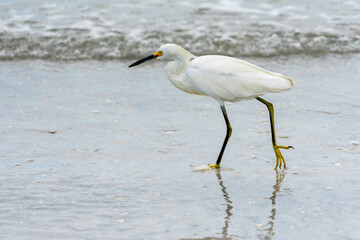 Snowy Egret Walking