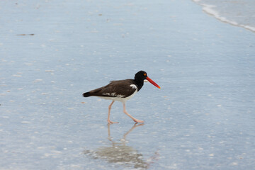 American Oystercatcher