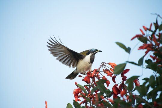 blue-faced honeyeater with red flowers Gold Coast Queensland Australia  - Powered by Adobe