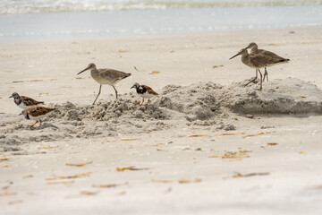Willets and Ruddy Turnstone