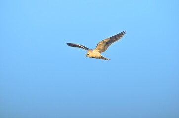 black winged kite