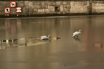 łabadz © Robert