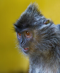 East Malaysia. island of Borneo. The name of the monkey langur (monkey family) comes from a word...