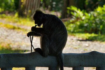 East Malaysia. island of Borneo. The name of the monkey langur (monkey family) comes from a word...