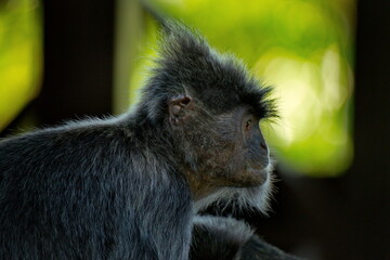 East Malaysia. island of Borneo. The name of the monkey langur (monkey family) comes from a word...