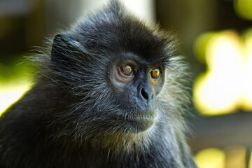 East Malaysia. island of Borneo. The name of the monkey langur (monkey family) comes from a word...