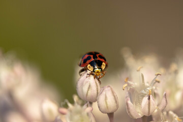ladybug on flower