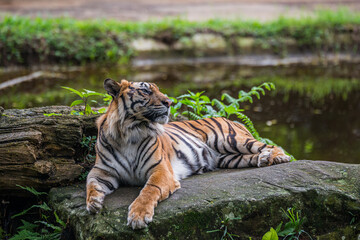 Sumatra tiger portrait 1