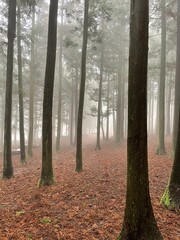 Obraz premium Redwood forest on jeju Island