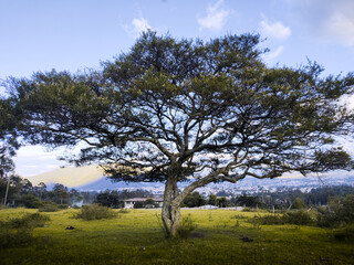 Obraz premium Árbol frondoso