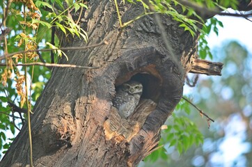 owl hiding in tree