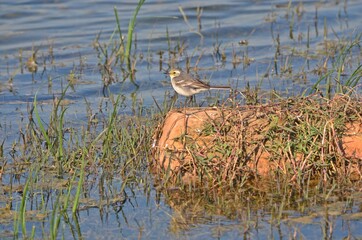 grey wagtail