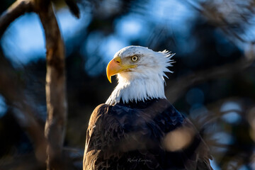 An American Bald Eagle in a tree
