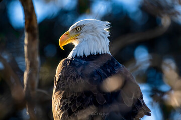 An American Bald Eagle in a tree