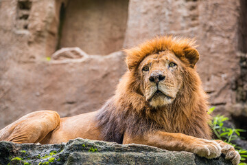 Lion portrait - Head shot 3