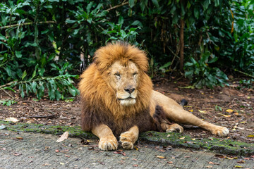 Lion portrait - in Zoo 1