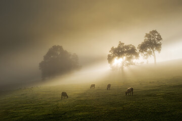 Naklejka na ściany i meble sunrise, cows on a misty morning