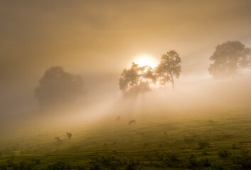 sunrise, cows on a misty morning
