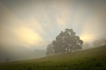 Sun rise, misty morning