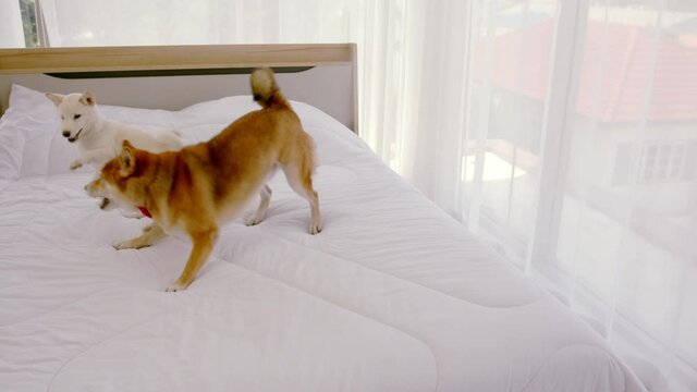 Handheld, Slow Motion &ndash; An adult purebred brown Shiba Inu and a white purebred shiba puppy playing together in white bed.
