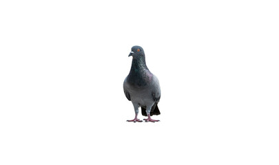 pigeon isolated on white
