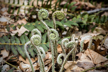 Christmas fern fiddleheads in springtime in Middlefield, Connecticut.