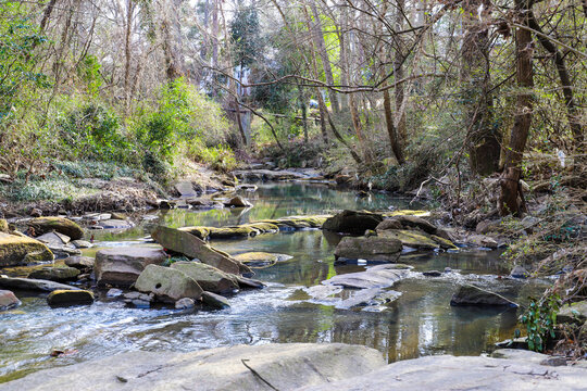 A shot of the still green creek waters with lush green trees and bare tree branches along the banks of the creek with lush green grass at Tanyard Creek Park in the Buckhead area of Atlanta Georgia